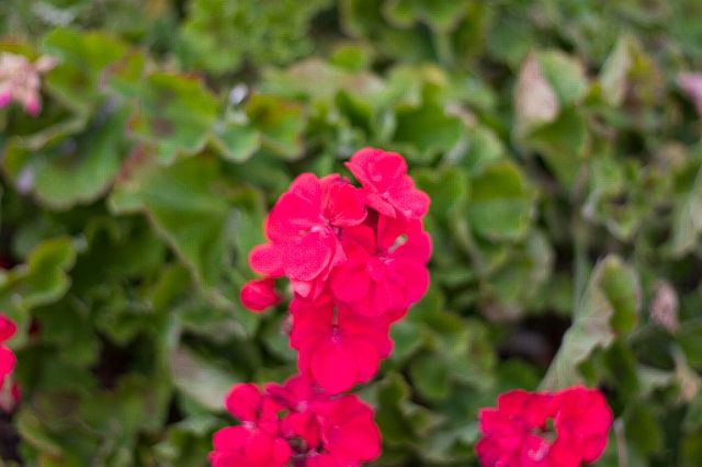 crw_0037.jpg