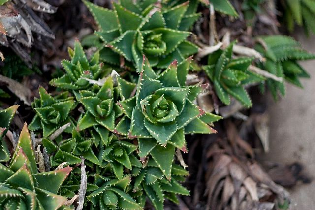 crw_0423.jpg