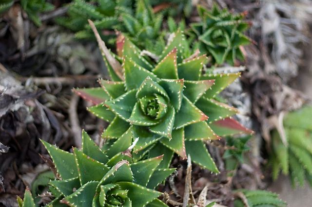 crw_0424.jpg