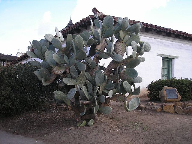 p1010033.jpg