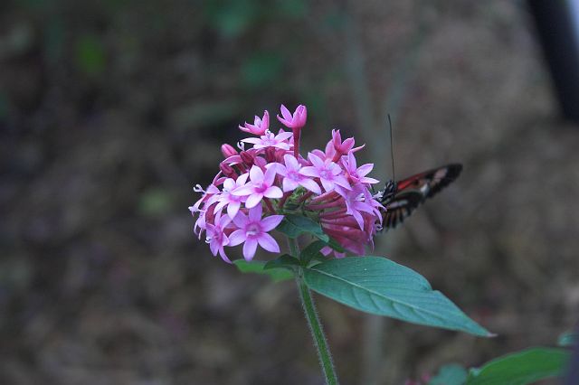 crw_0409-01.jpg