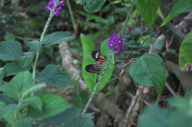crw_0426-01.jpg