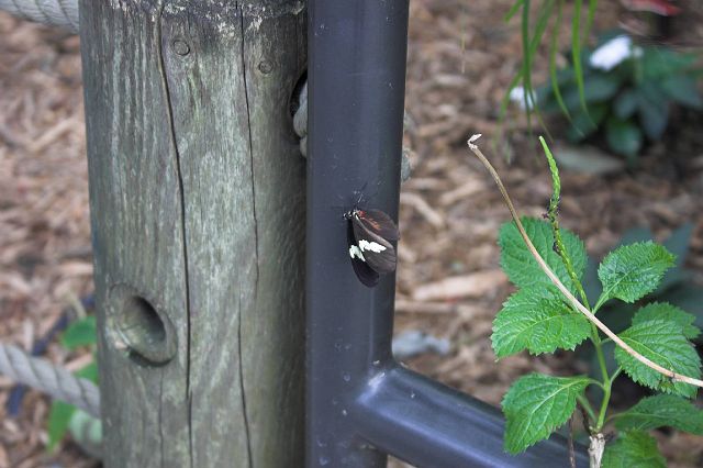 crw_0427-01.jpg