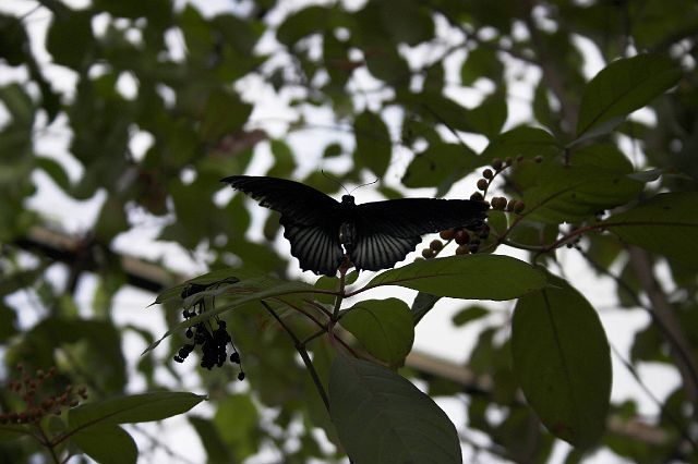 crw_0430-01.jpg