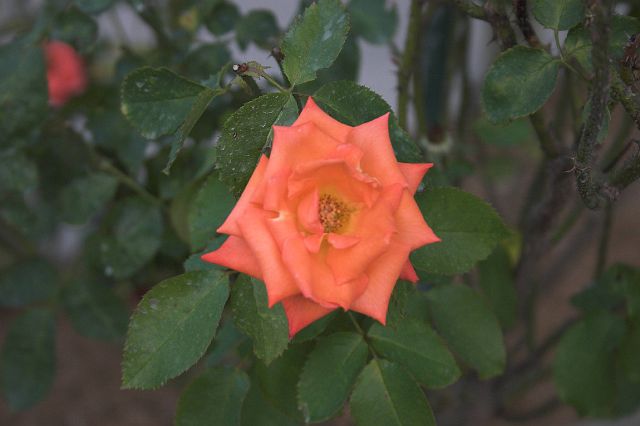 crw_0440-01.jpg