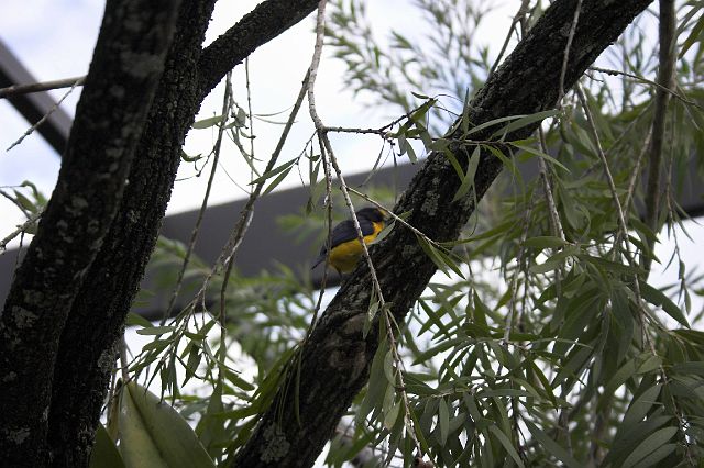 crw_0444-01.jpg