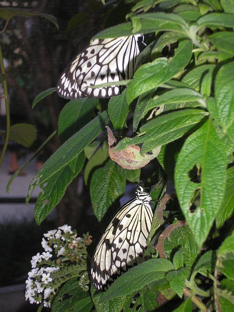 p1010065.jpg