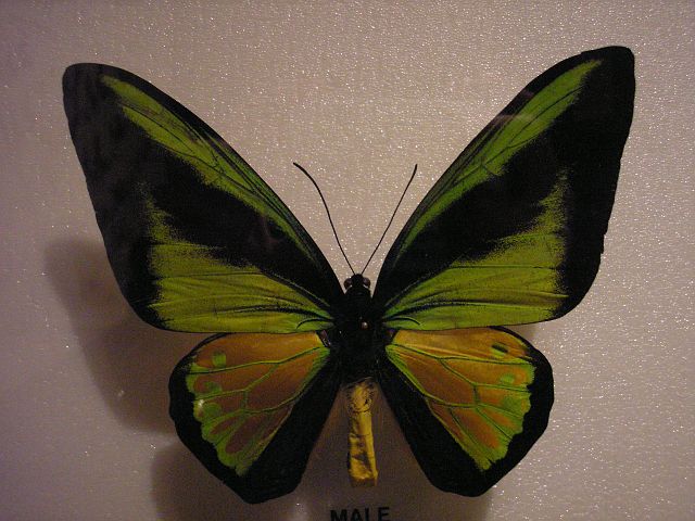 p1010082.jpg
