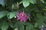 crw_0454-01