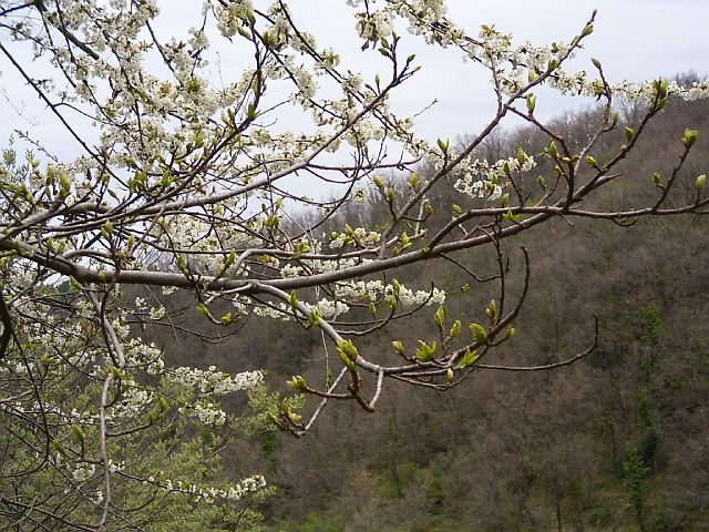 p.croce10.JPG