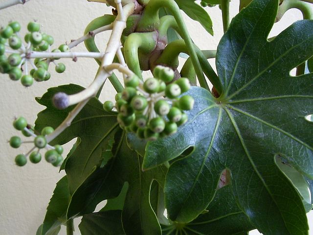 p.croce12.JPG
