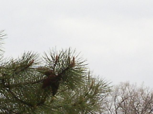 p.croce13.JPG