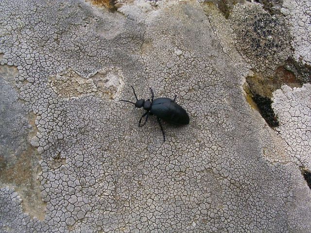 p.croce25.JPG