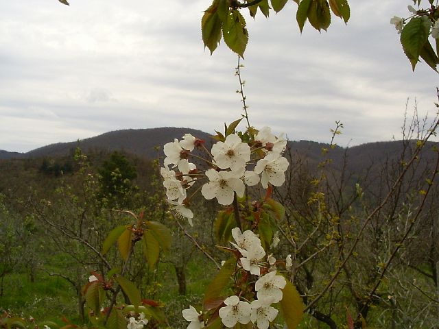 p.croce37.JPG