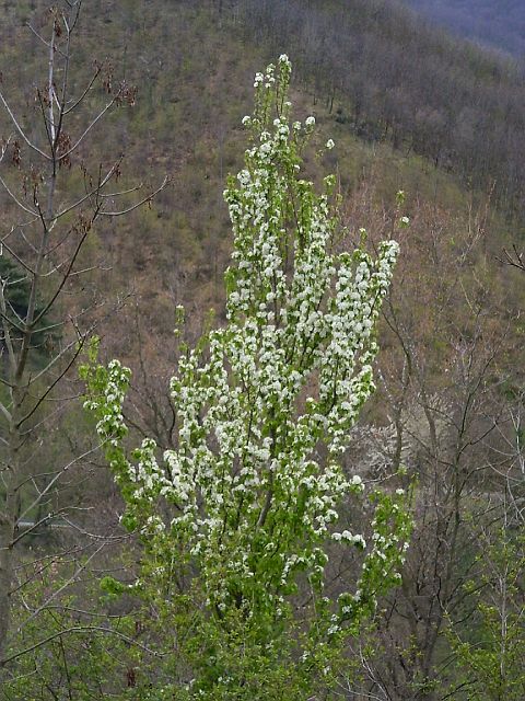 p.croce39.JPG