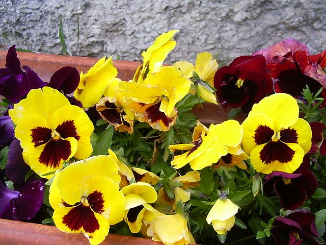 p.croce51.JPG